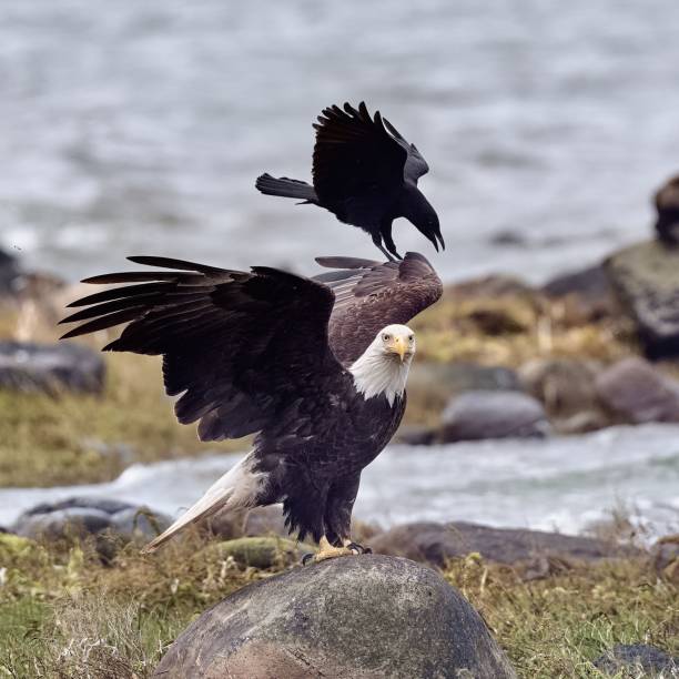 istock Closeup shot of a black crow attacking a bald eagle perched on a stone 1454177870