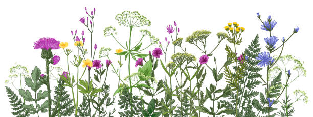 istock Wild herbs pattern Wildflowers in summer. Red poppies, cornflowers, forget-me-nots, yellow buttercups, ferns 1454178178