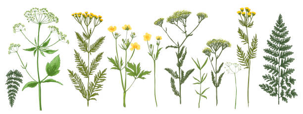 istock Wild herbs pattern Wildflowers in summer. Red poppies, cornflowers, forget-me-nots, yellow buttercups, ferns 1454178202