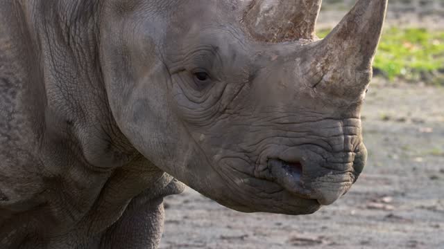 Closeup of a White Rhino's (Ceratotherium Simum) eye