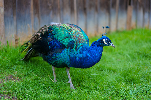peacock bird in the uzbekistan