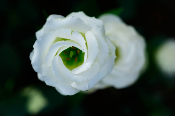 istock White Lisianthus Flowers in The Garden with Copy Space 1454181556