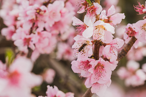 Almond blossoms over blurred nature background. Flowering branches of an almond tree in an orchard. Catalonia, Spain