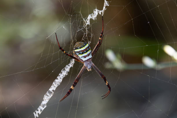 istock St Andrews Cross Spider Argiope Keyserlingi dangling on her web 1454184316