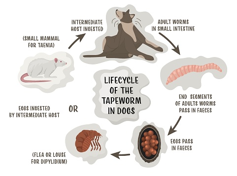 Lifecycle of the tapeworms in dogs. Intestinal parasites. Medical veterinarian infographics. Useful information in cartoon style. Vector illustration. Horizontal poster