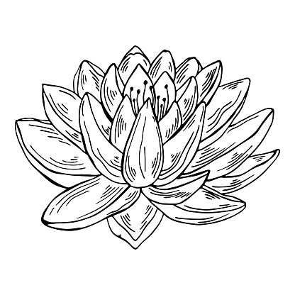 Black outline modern floral drawing. Lotus flower modern botanical line art illustration.