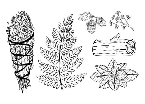 Vector illustration of Black outline modern witchcraft vector illustration. Mint, log, bunch of grass, acorns, chamomile and fern leaf. Hand drawing botanical art.
