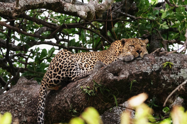 Leopard at Maasai Mara stock photo