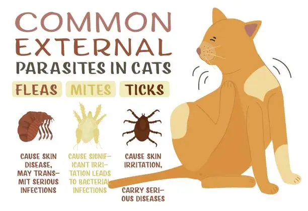 Vector illustration of Common external parasites in cats. Landscape poster