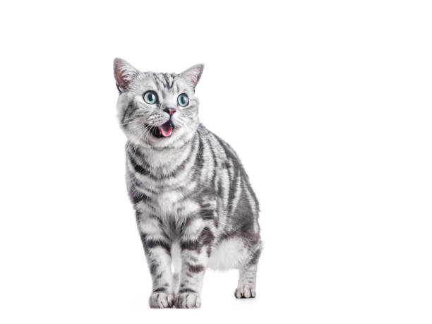 istock Kitten meow isolated on white. British shorthair silver tabby cat 1454187420