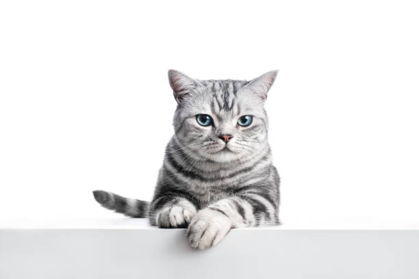 istock Kitten British shorthair silver tabby cat portrait. 1454187461