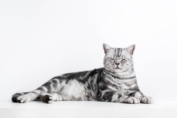 istock Kitten British shorthair silver tabby cat portrait isolated on white 1454187481