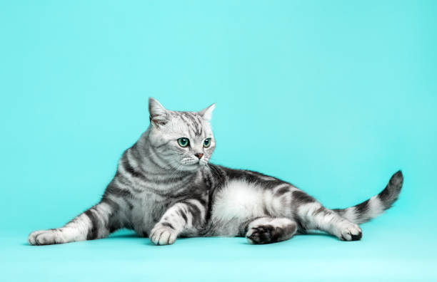 istock Kitten British shorthair silver tabby cat portrait. 1454187505