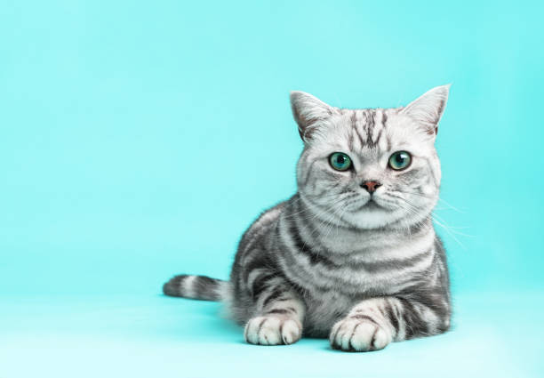 istock Kitten British shorthair silver tabby cat portrait. 1454187512