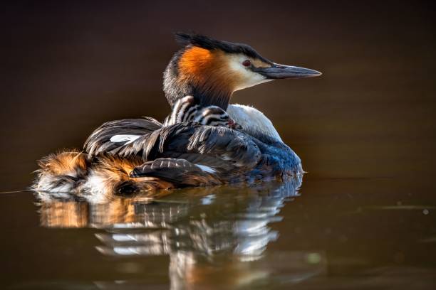 Closeup shot of a great crested grebe (Podiceps cristatus) in the water A closeup shot of a great crested grebe (Podiceps cristatus) in the water great crested grebe stock pictures, royalty-free photos & images