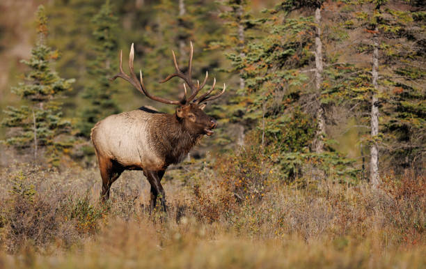 istock Bull Elk During the Rut 1454189116