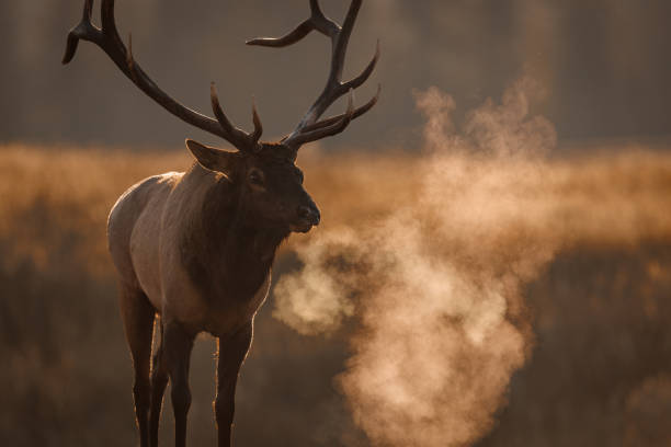 istock Bull Elk During the Rut 1454189177