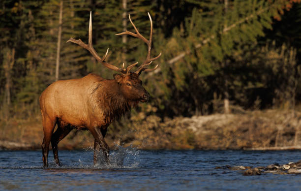 istock Bull Elk During the Rut 1454189375