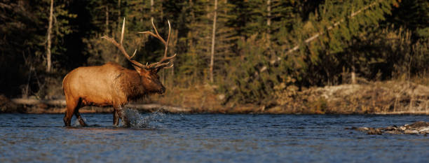 istock Bull Elk During the Rut 1454189407