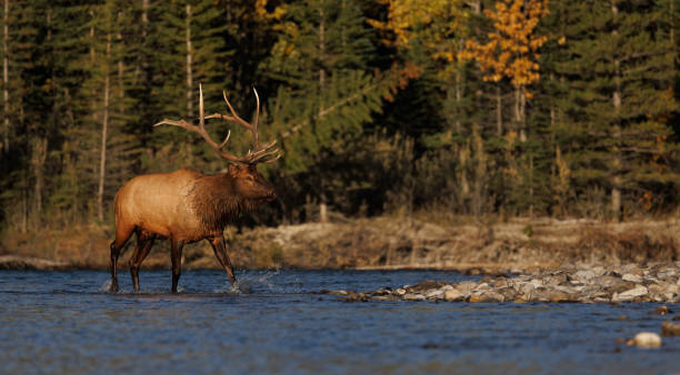 istock Bull Elk During the Rut 1454189429