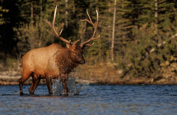 istock Bull Elk During the Rut 1454189455