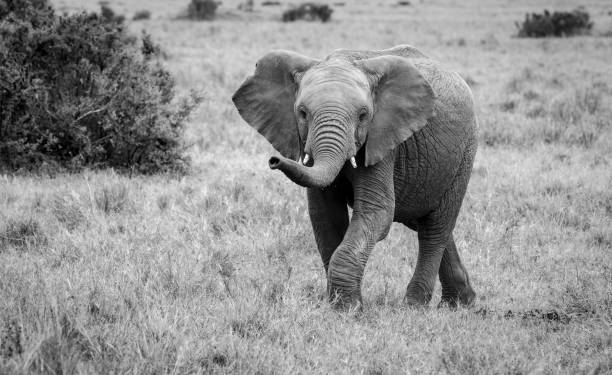 istock An Elephant in Africa 1454189609