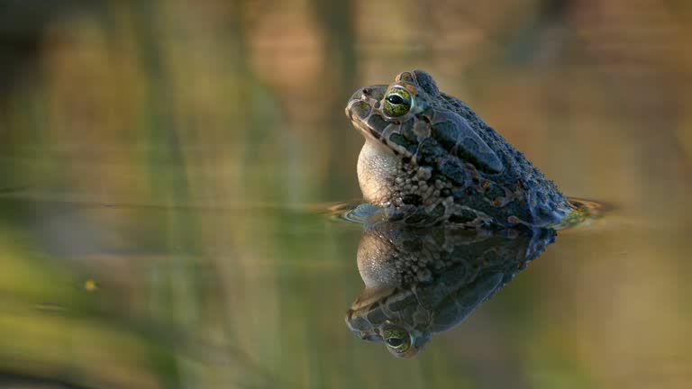 Closeup shot of the European Green Toad in the water