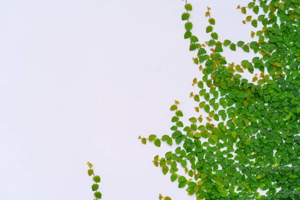 istock green leaves on white wall textured for background 1454190651