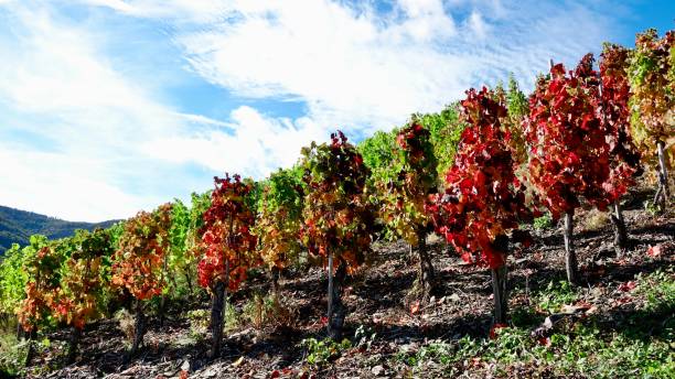 istock Wine-growing area at the river Ahr, Ahr valley 1454191548