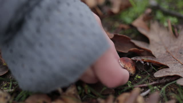 woman hand collecting mushrooms in nature