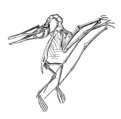 Antique biology zoology image: Pterodactylus elegans