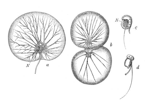 antike biologie zoologie bild: noctiluca miliaris - plankton stock-grafiken, -clipart, -cartoons und -symbole