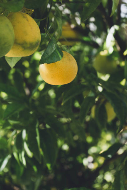 istock Oranges growing in the orangery 1454192905