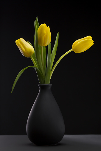 yellow tulip on a black background standing in a black vase