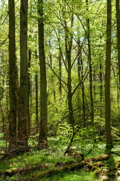 istock Vertical shot of thin trees in a lush bright green forest 1454194905