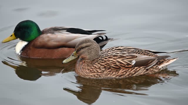Male Mallard duck joined by female
