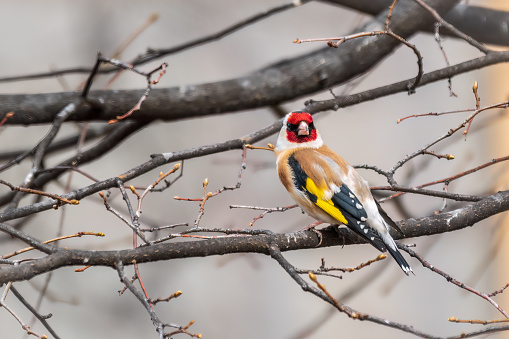 The European goldfinch sits on a branch in spring on green background. Beautiful songbird The European goldfinch in wildlife. The European goldfinch or simply the goldfinch, latin name Carduelis carduelis.