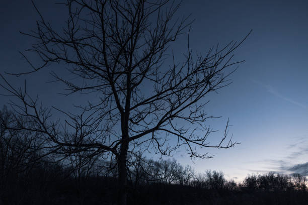 tree branches in the evening sky