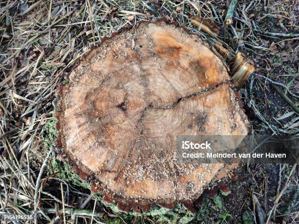 Annual Growth Rings On A Tree Trunk Stock Photo - Download Image Now - Aging Process, Annual - Plant Attribute, Autumn