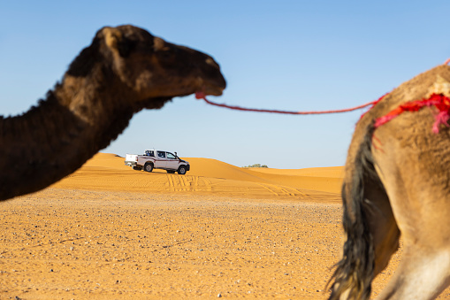 Camel in Erg Chebbi Sand dunes in Sahara Desert near Merzouga, Morocco