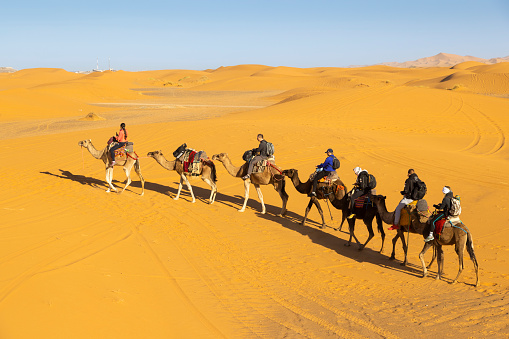 Sahara Desert, Morocco - 19 oktober 2013: Camel caravan going through the Sahara Desert in Morocco Africa at sunset