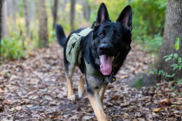 istock Happy German Shepherd dog on a fall hike 1454198577