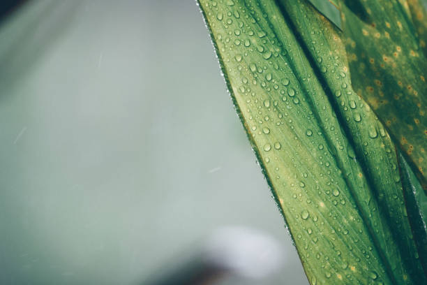 istock Close-up of green leaf 1454198714