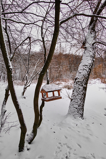 Landscape. Bird feeder in the winter park. Kyiv, Ukraine.