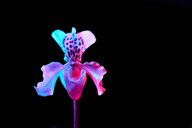 istock colorful orchid flower isolated on black 1454201284
