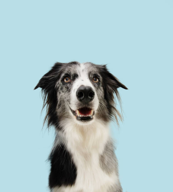 istock Portrait merle border collie dog looking at camera with happy expression face. Isolated on blue pastel background 1454201771