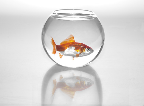 An illustration of a goldfish in a small round aquarium on a white surface