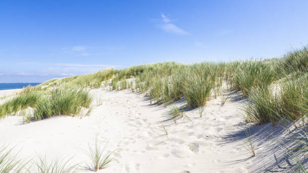 istock Windy day at a white sand beach  under the blue sky 1454203085