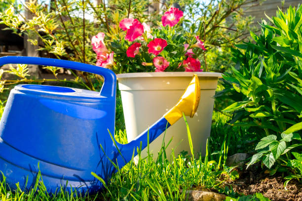 istock Gardening tools. Blue plastic watering can for irrigation plants placed in garden with flower on flowerbed and flowerpot. Gardening hobby concept. 1454203393