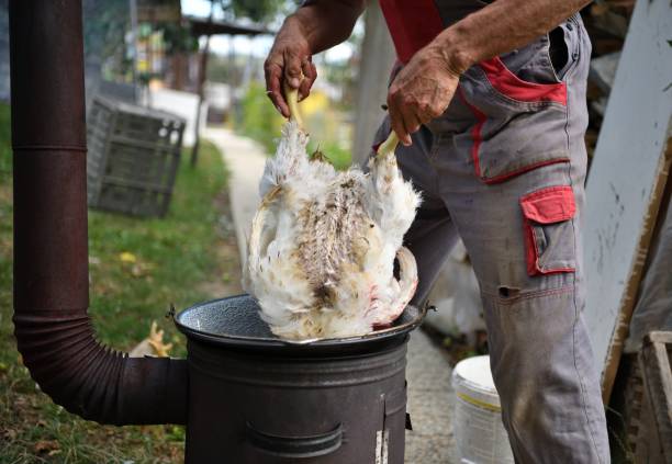The butcher scalds a domestic hen in hot water in pot stock photo